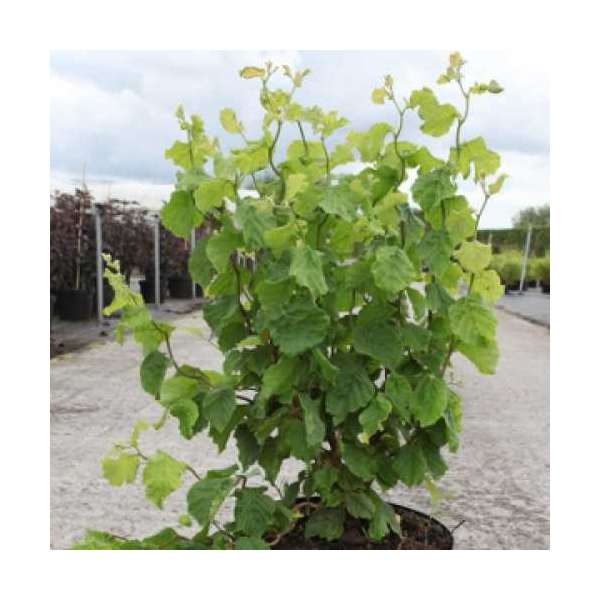 Corylus avellana'Twister' 