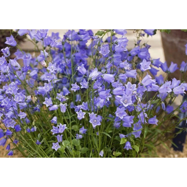 Campanula cochlearifolia'Jingle Blue'