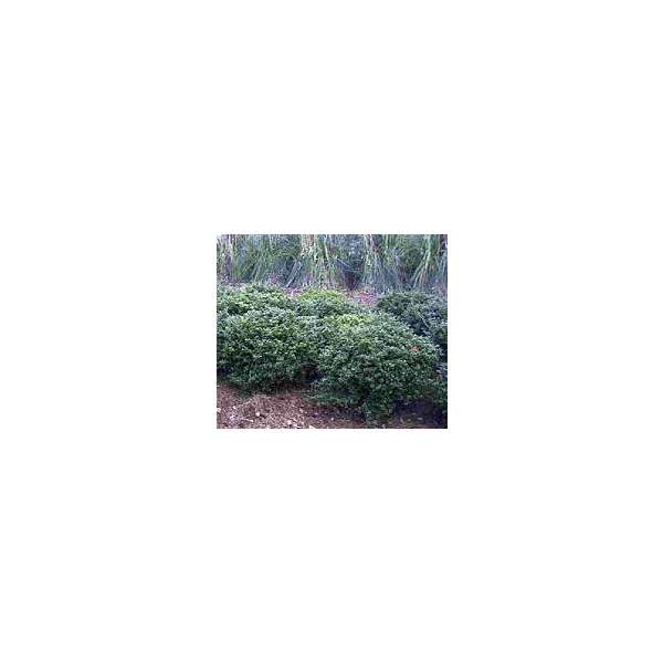 Ilex crenata'Green Lustre' 