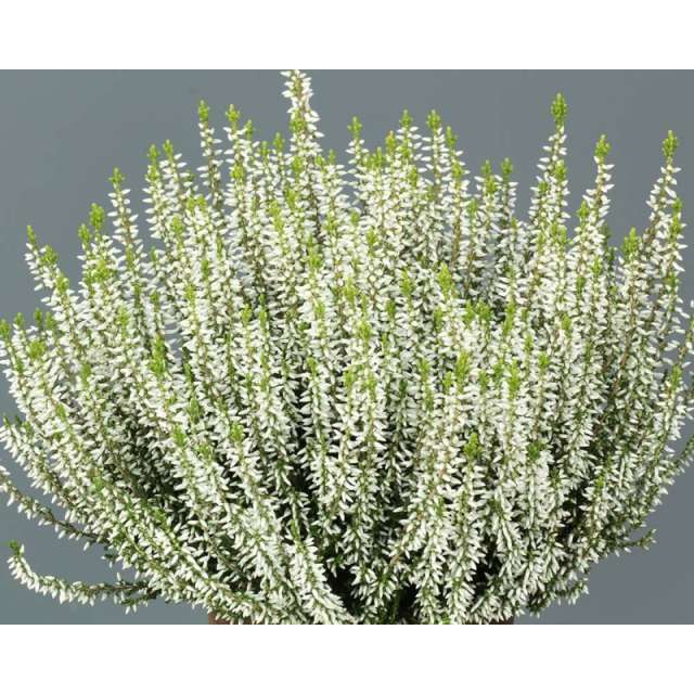 Calluna vulgaris'Elisa' 