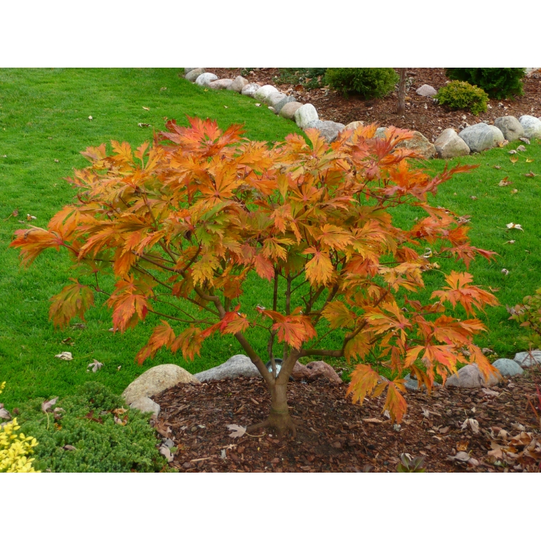 Acer japonicum'Aconitifolium' 