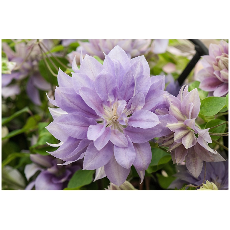Clematis'Denny's Double' 