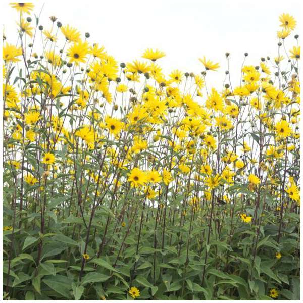 Helianthus microcephalus