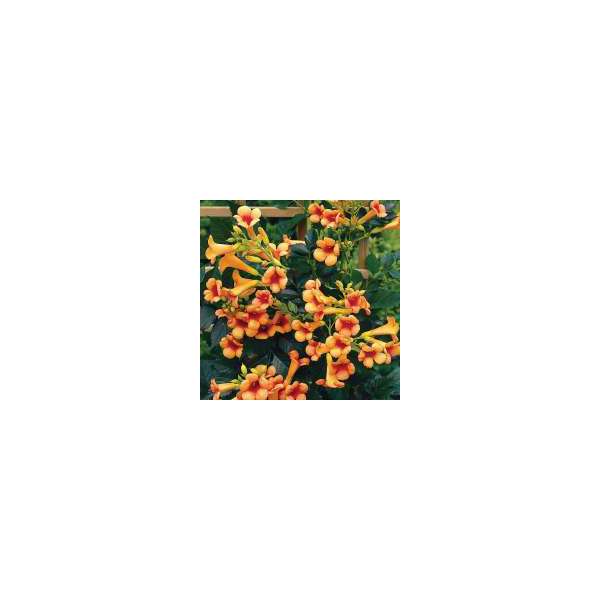 Campsis x taglia buana'Indian Summer' 