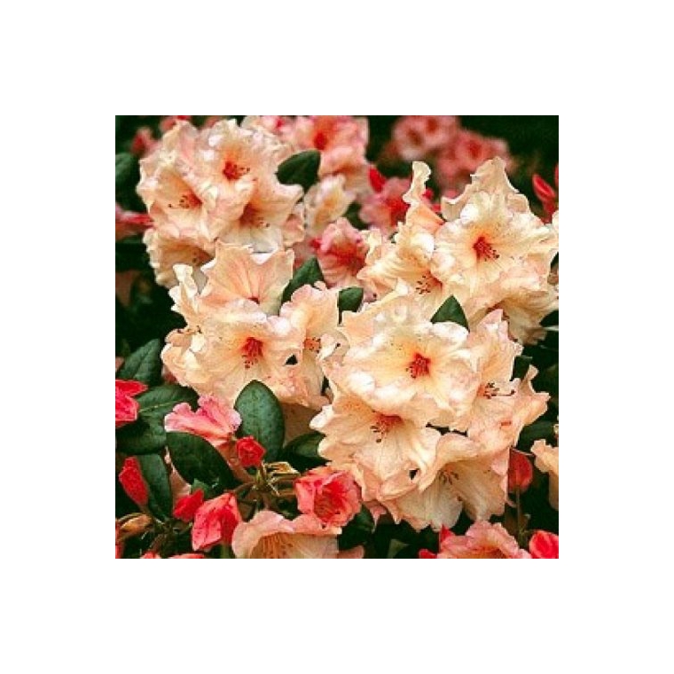 Rhododendron'Virginia Richards' 