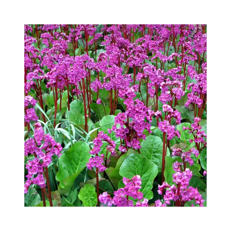Bergenia'Abentglut'