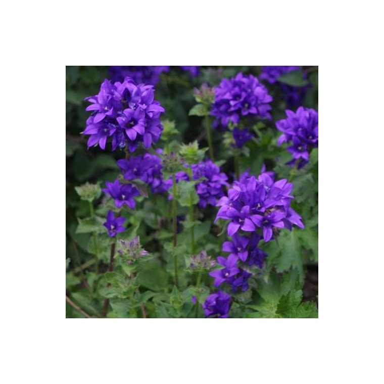 Campanula glomerata'Speciosa'