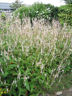 Persicaria amplexicaulis'White Eastfield'