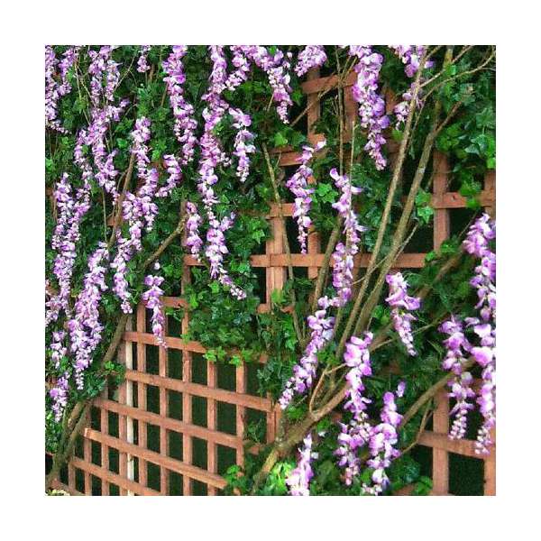 Wisteria frutescens'Amethyst Falls' 
