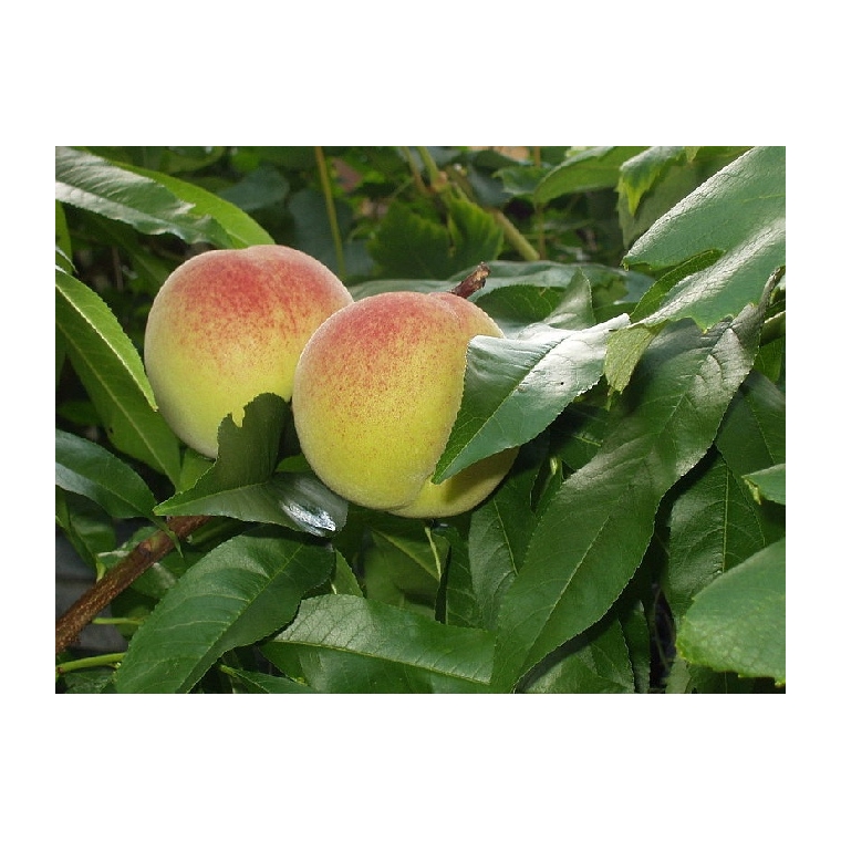 Perzik (Prunus persica'Champion') 