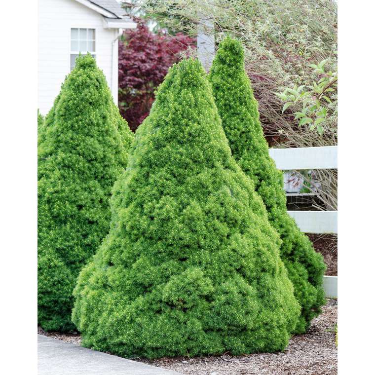 Picea glauca'Perfecta' 