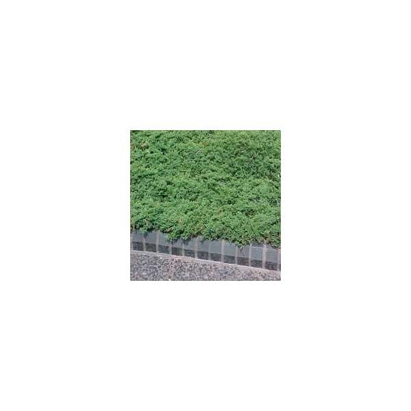 Juniperus horizontalis'Prince of Wales' 