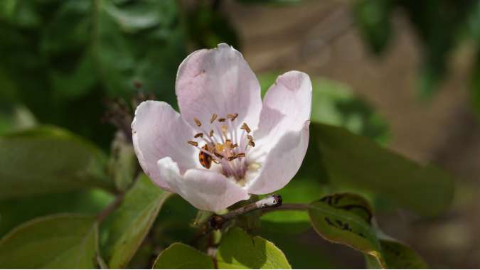 Cydonia oblonga'Vranja' 