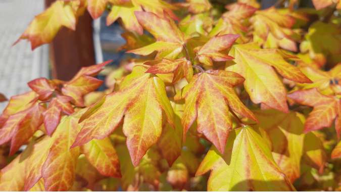 Acer'Minorient' 