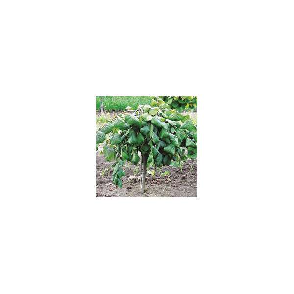 Corylus avelana'Pendula' 