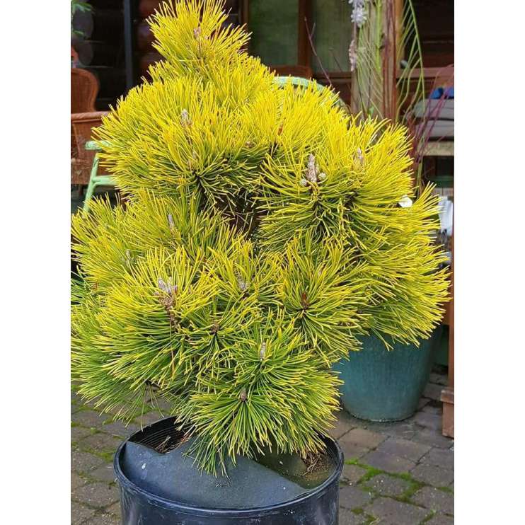 Pinus mugo'Wintersonne' 