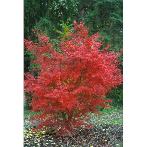 Acer palmatum'Beni-Otake' 