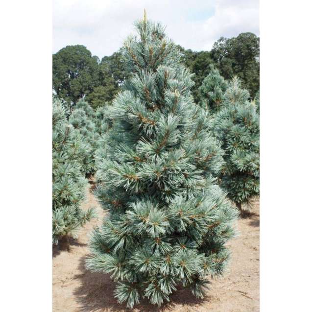 Pinus flexilis'Cessarini Blue' 