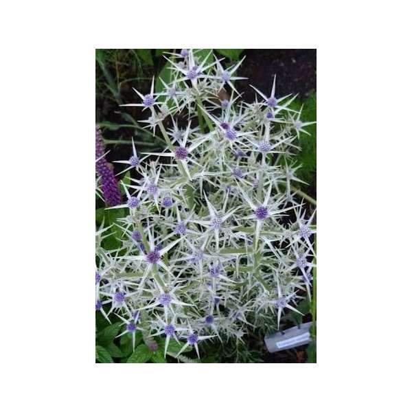 Eryngium variifolium'Miss Marble'