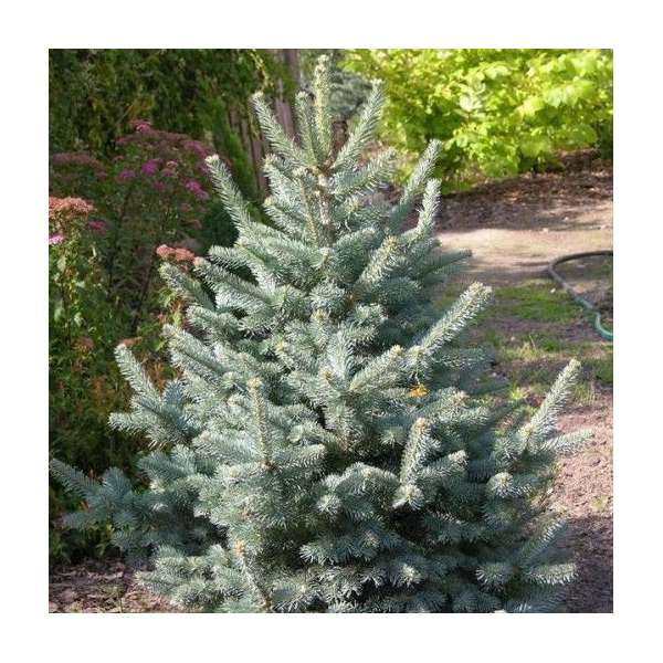 Abies lasiocarpa'Argentea' 