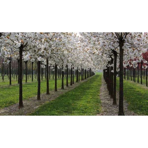 Prunus serrulata'Taihaku' 