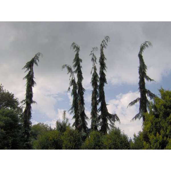 Chamaecyparis lawsoniana'Dik's Weeping' 