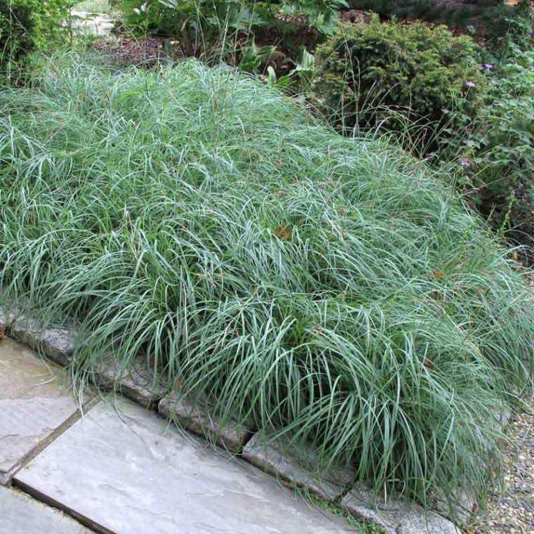 Carex flacca'Blue Zinger'