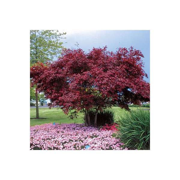 Acer palmatum'Red Emperor' 