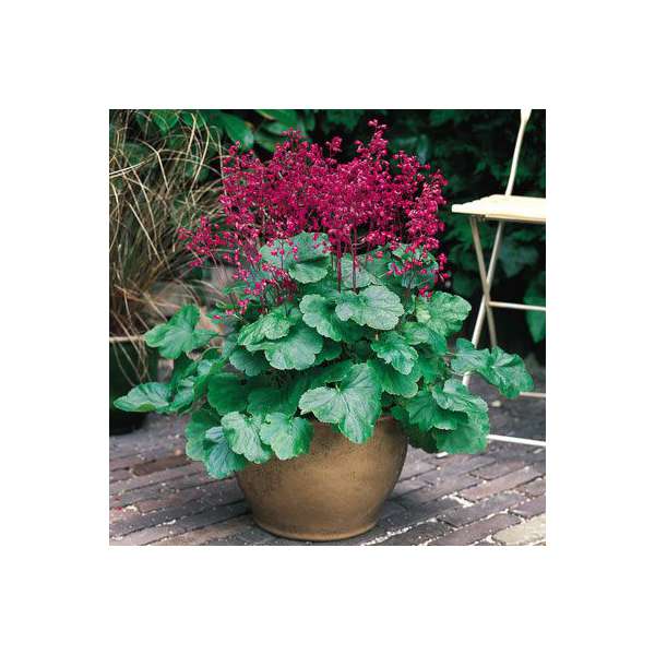 Heuchera brizoides'Pluie de Feu'