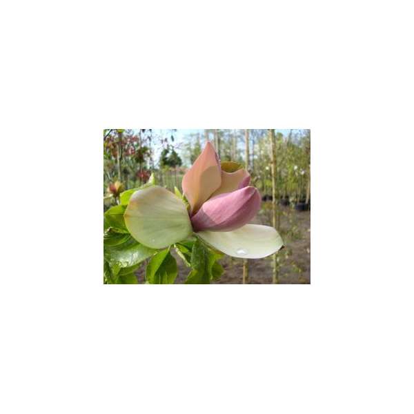 Magnolia brooklyensis'Woodsman' 