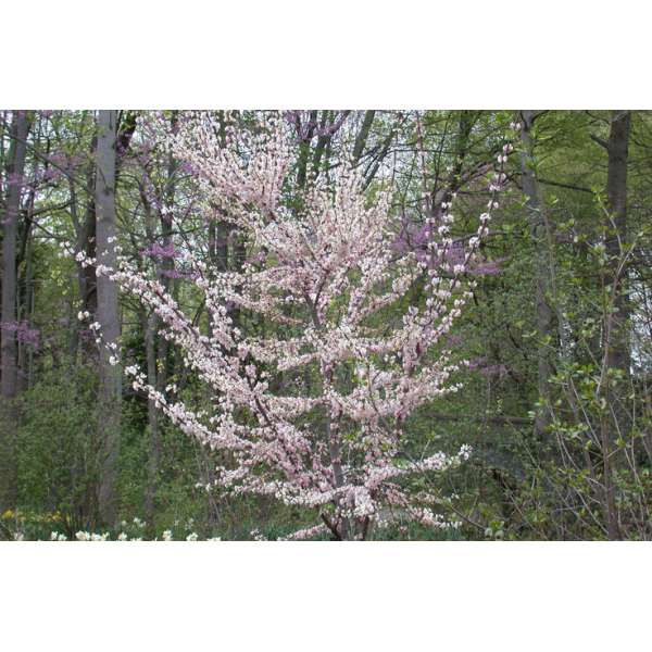 Cercis canadensis'Pauline Lily' 
