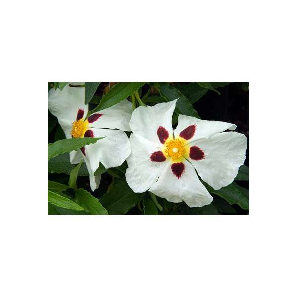 Cistus aguilarii'Maculatus' 