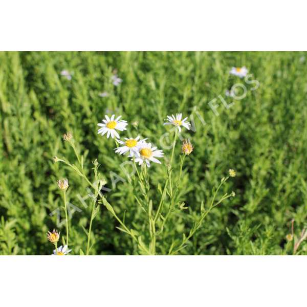 Kalimeris mongolica'Mon Jardin'