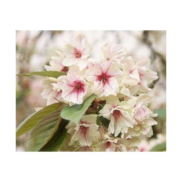 Prunus serrulata'Ukon' 