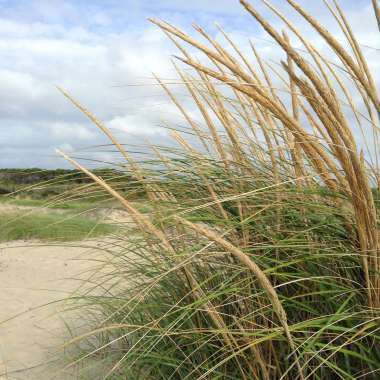 Ammophila breviligulata