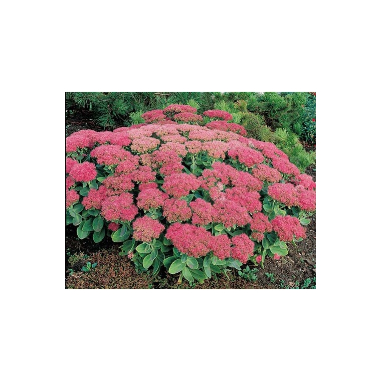 Sedum spectabile'Brilliant'