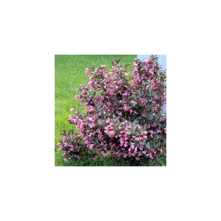 Weigelia florida'Nana Purpurea' 