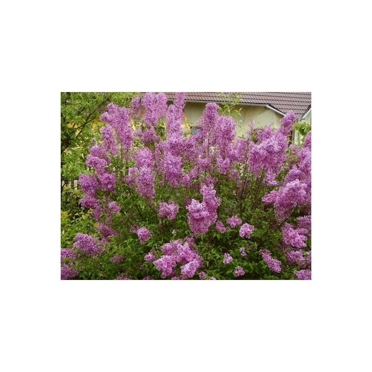 Syringa chinensis'Saugeana' 