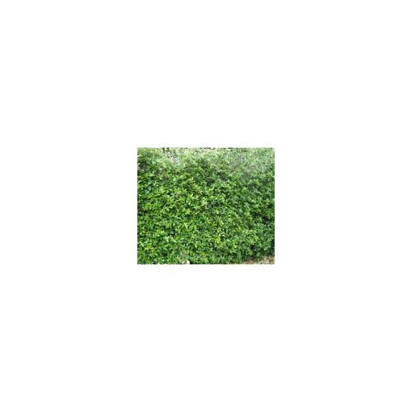 Ilex crenata'Green Hedge' 80-100cm.hoog met kluit 