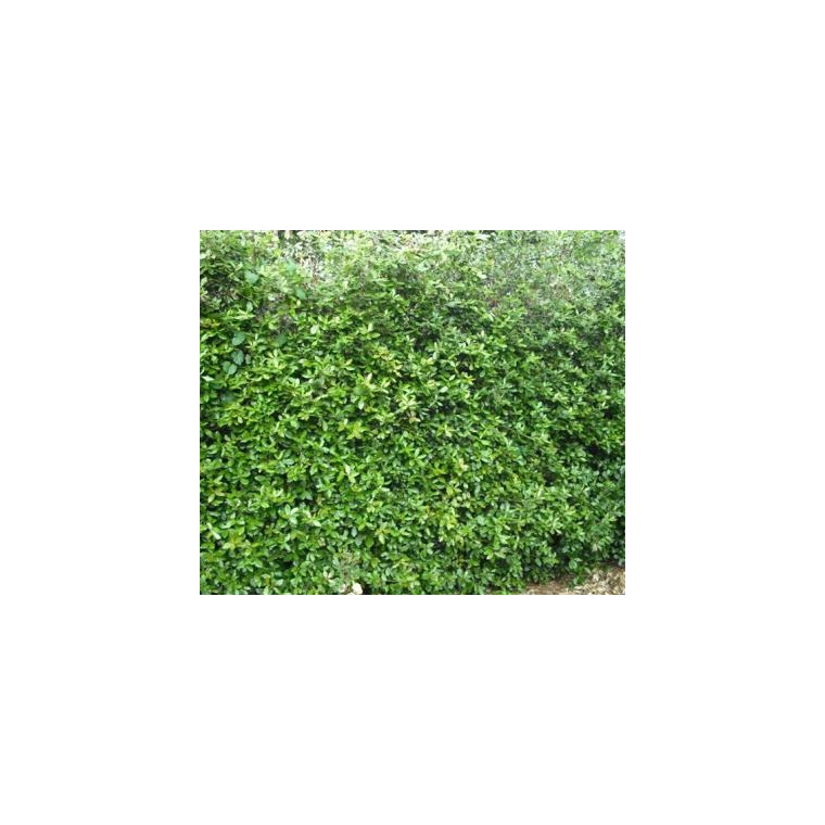 Ilex crenata'Green Hedge' 70-80cm.hoog 
