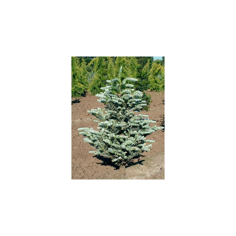 Abies koreana'Silberkugel' 