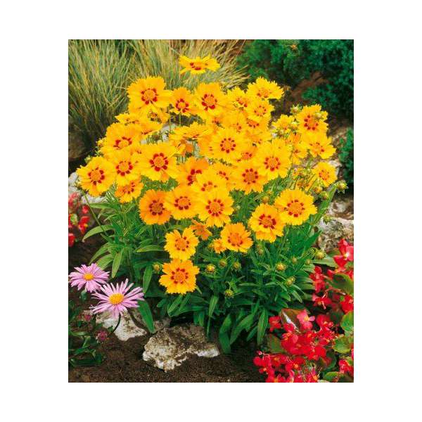 Coreopsis grandiflora'Sonnenkind'