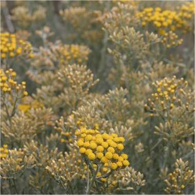 Helichrysum italicum'Dwarf Curry'