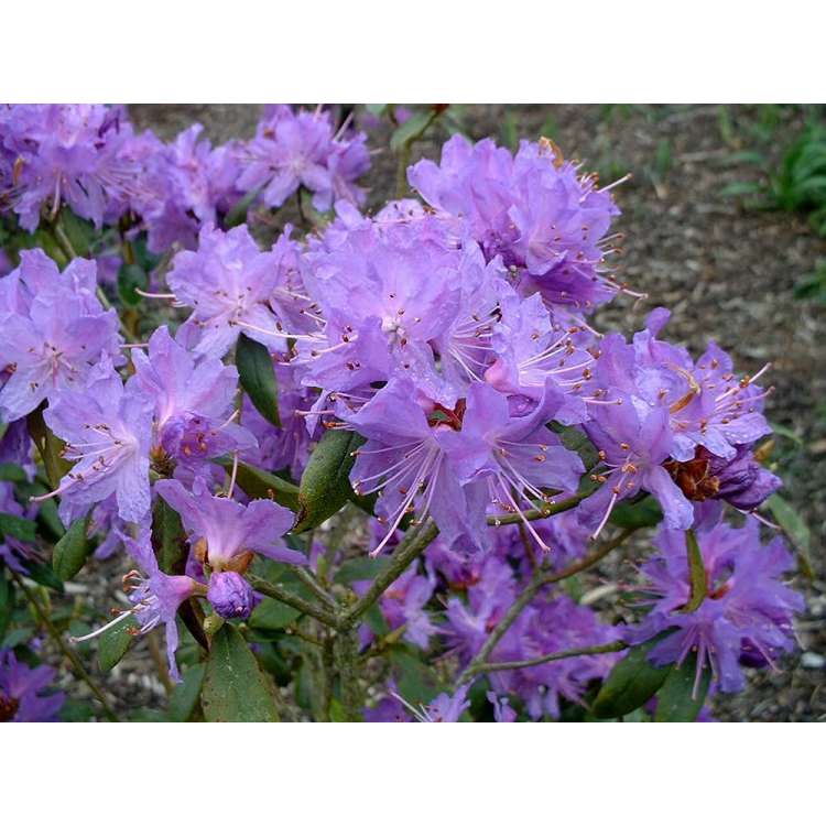 Rhododendron'Blue Star' 