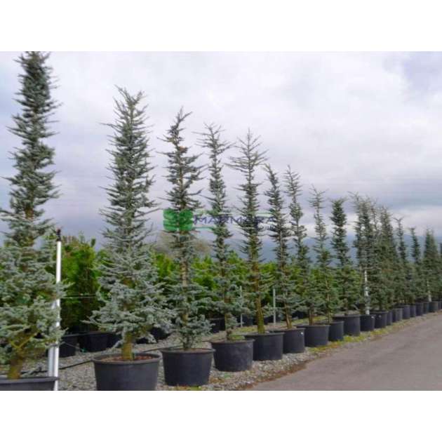 Cedrus libani'Fastigiata' 