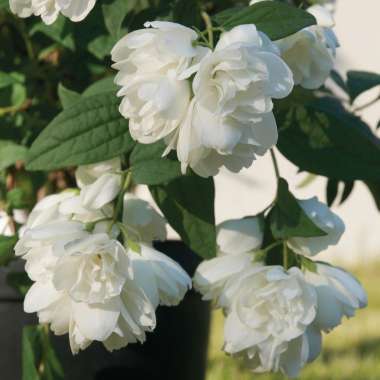 Philadelphus'Little White Love' 
