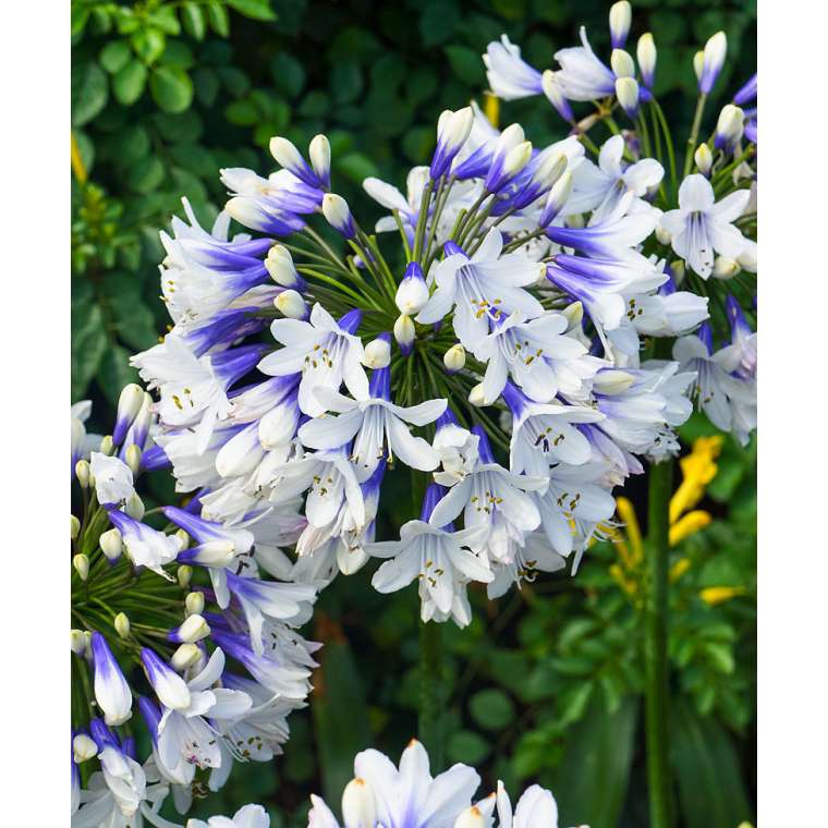 Agapanthus'Twister' 