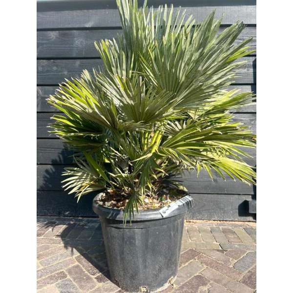 Chamaerops humilis'Vulcano' 