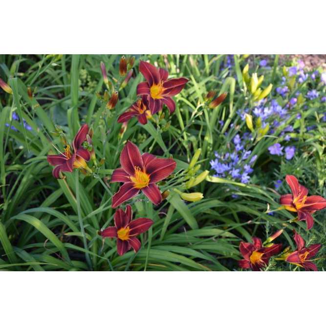 Hemerocallis'Black Prince'