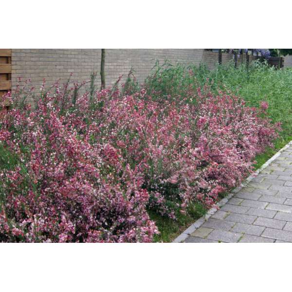 Cytisus praecox'Hollandia' 